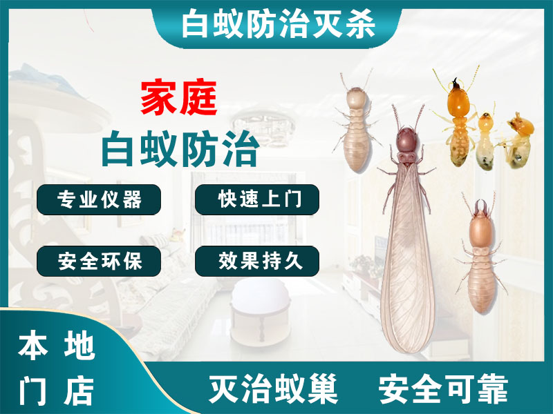 江宁家庭白蚁防治